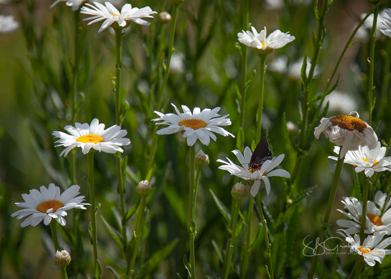 photography, butterflies, flowers