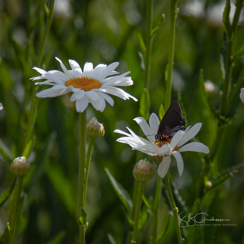 photography, butterflies, flowers