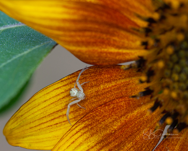 sunflower crab spider