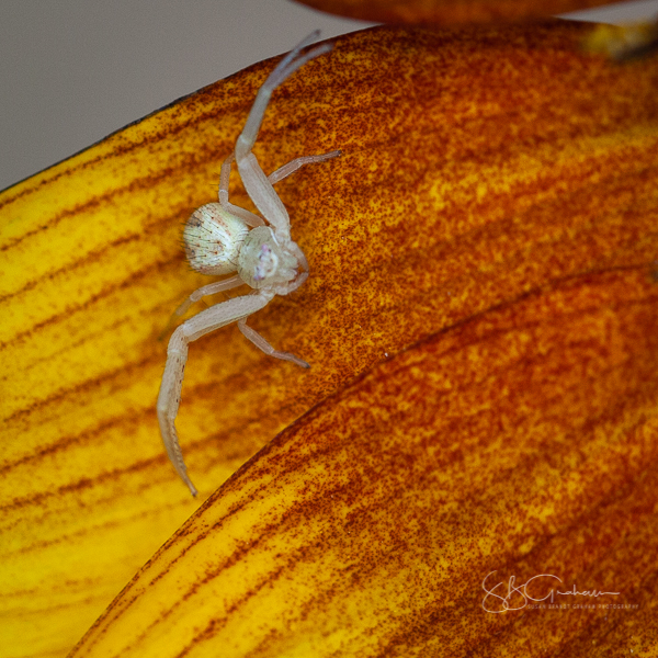 Crab Spider