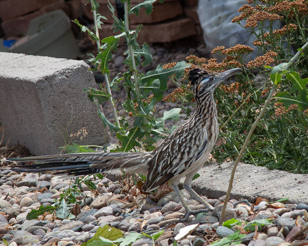 Roadrunner