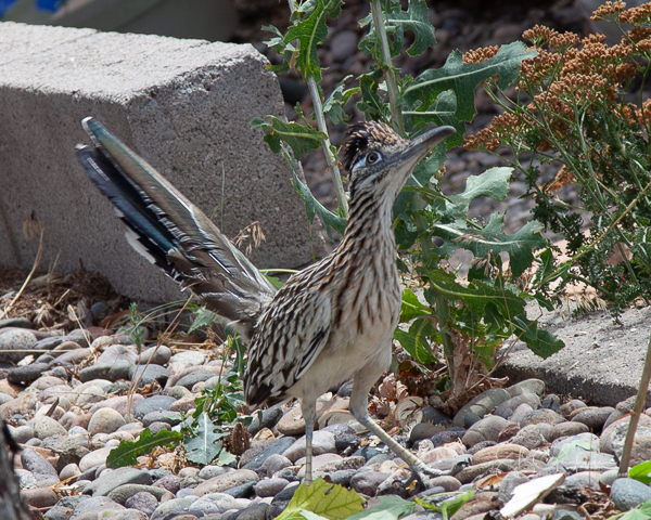 Roadrunner