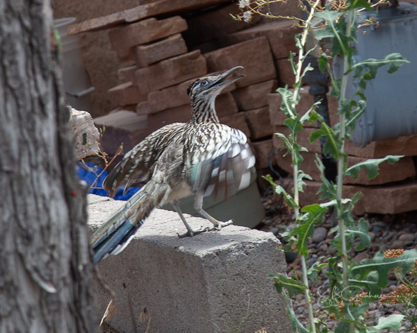 Roadrunner