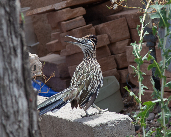 Roadrunner