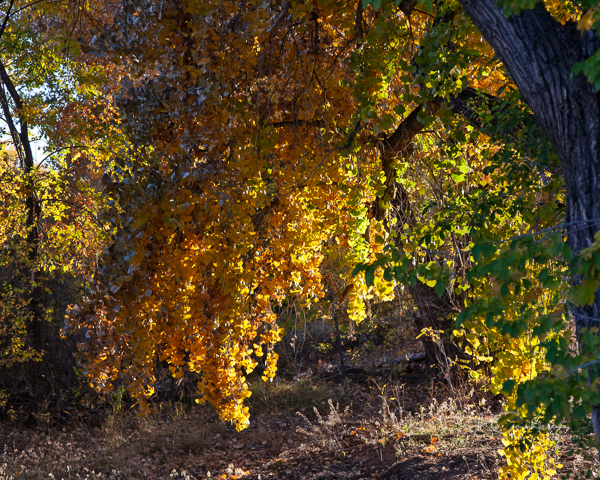 bosque cottonwood