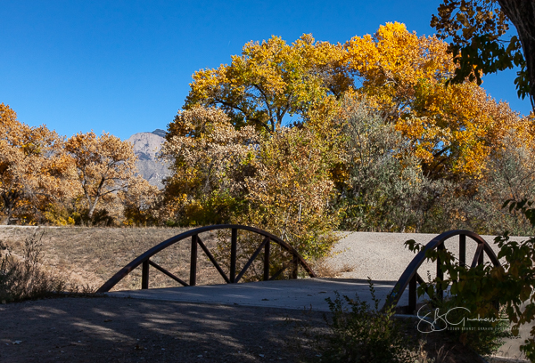 bosque