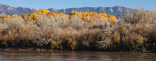 bosque in autumn