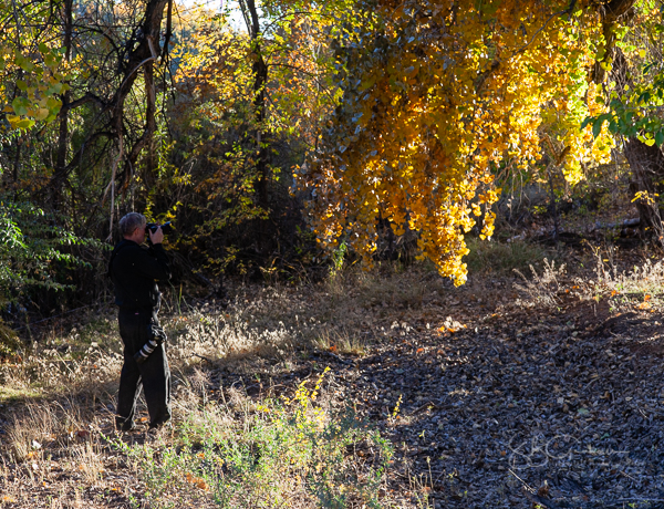 bosque in autumn