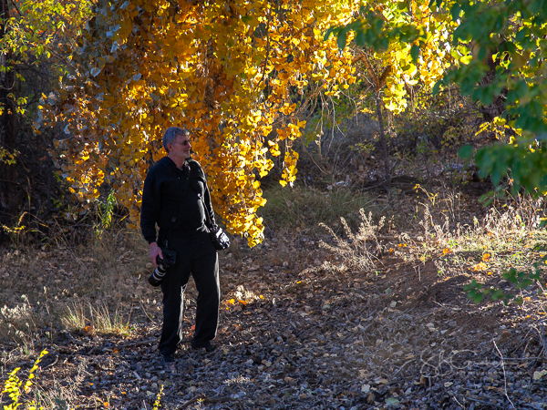 bosque in autumn