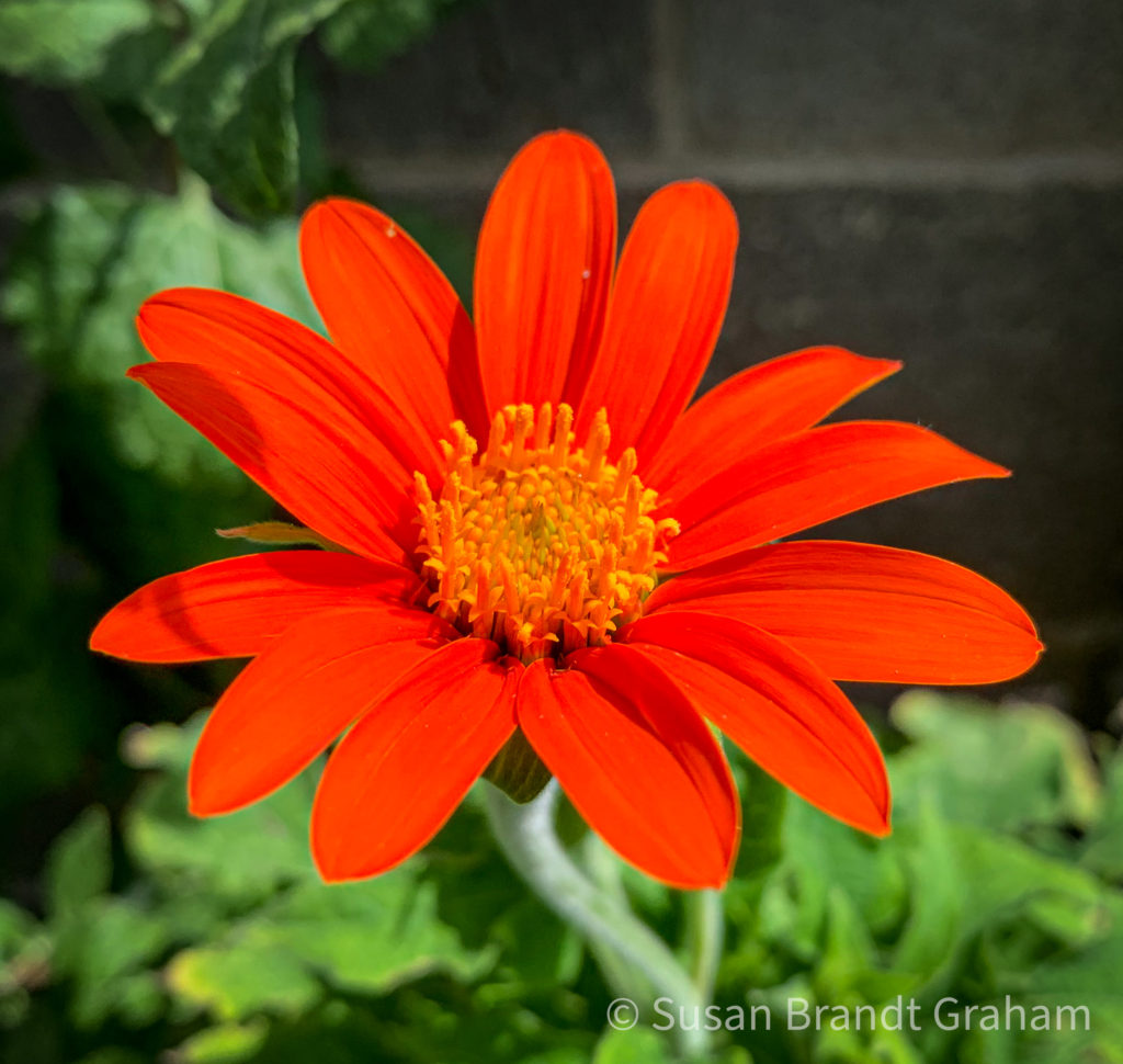 Tithonia