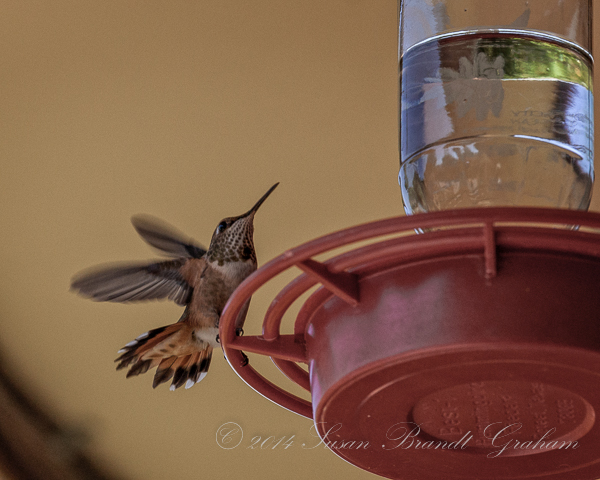 female rufous hummingbird