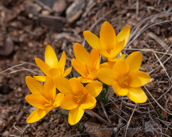 early spring flowers