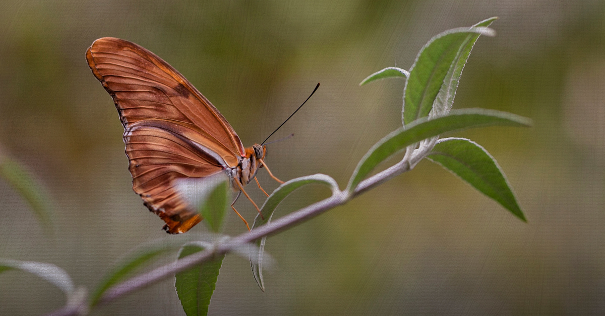 Corrales Fine Arts Show Susan Brandt Graham Photography