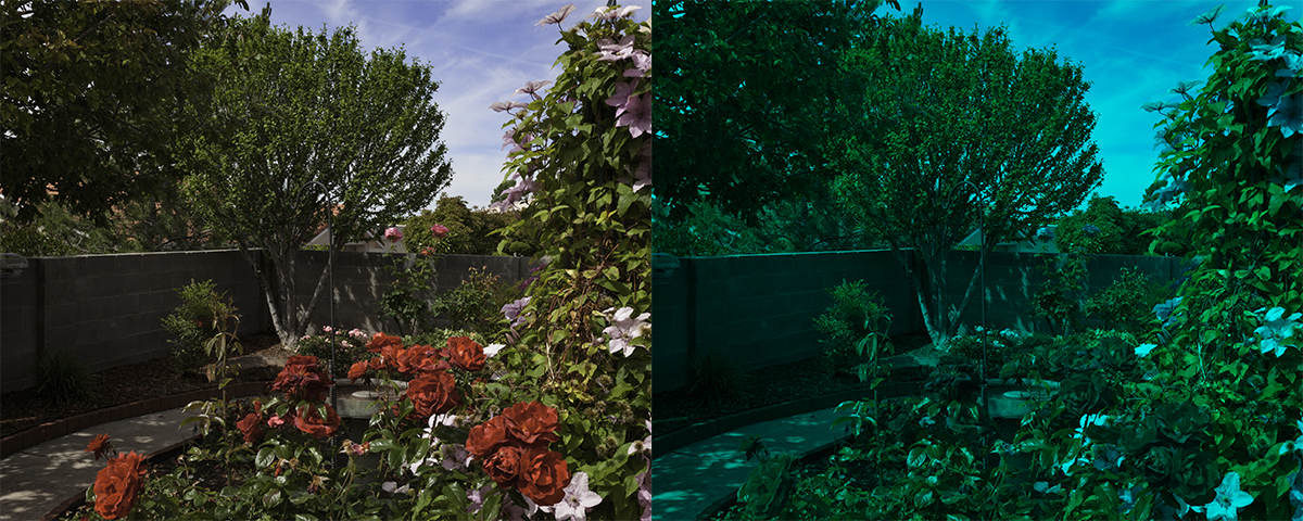 Severe protanopia Archives - Susan Brandt Graham Photography