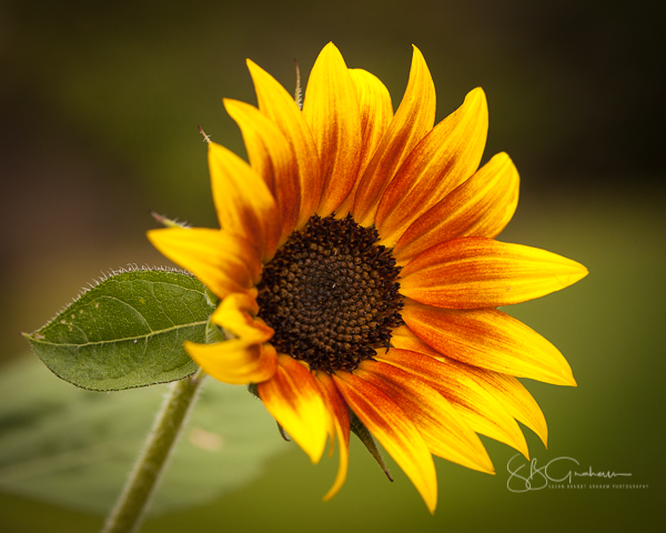 colorful sunflower