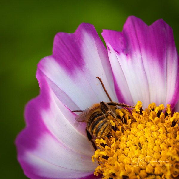 Bee in Cosmos