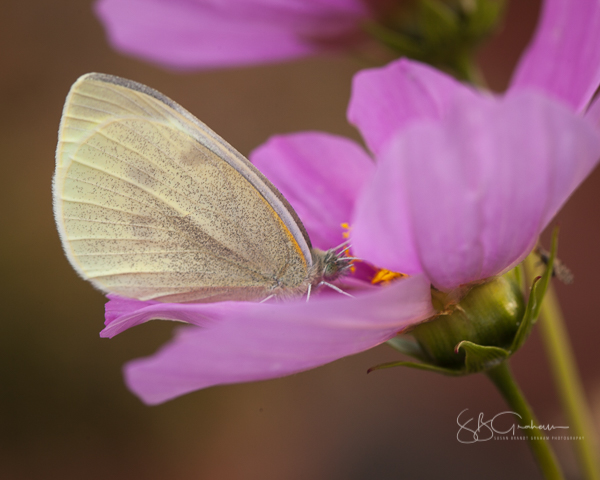 Cosmos with Butterfly