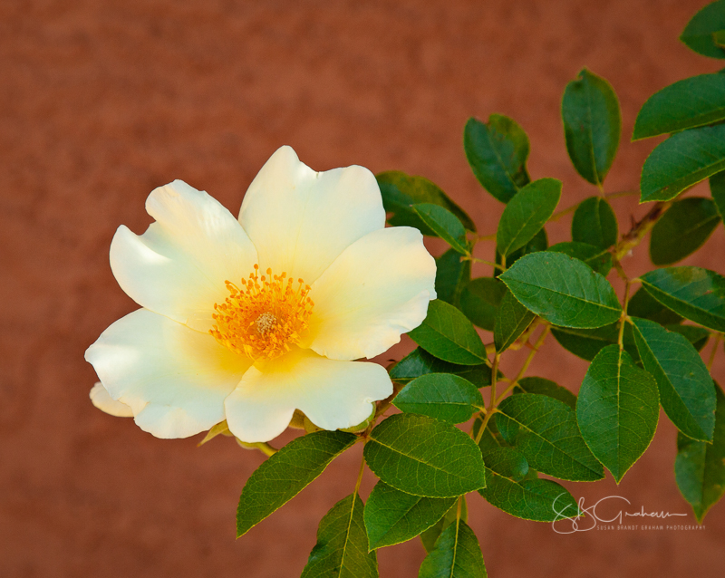 New Mexico roses