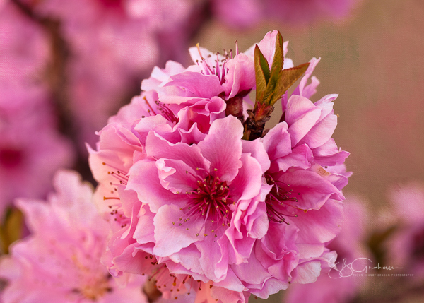 spring flowers peach blossoms